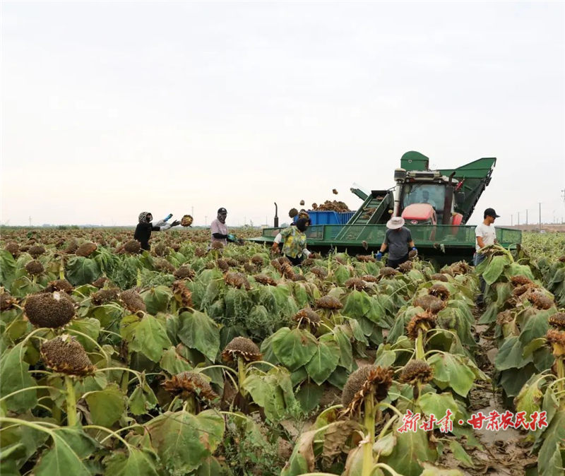 民勤：萬畝葵花奏響“豐收曲”