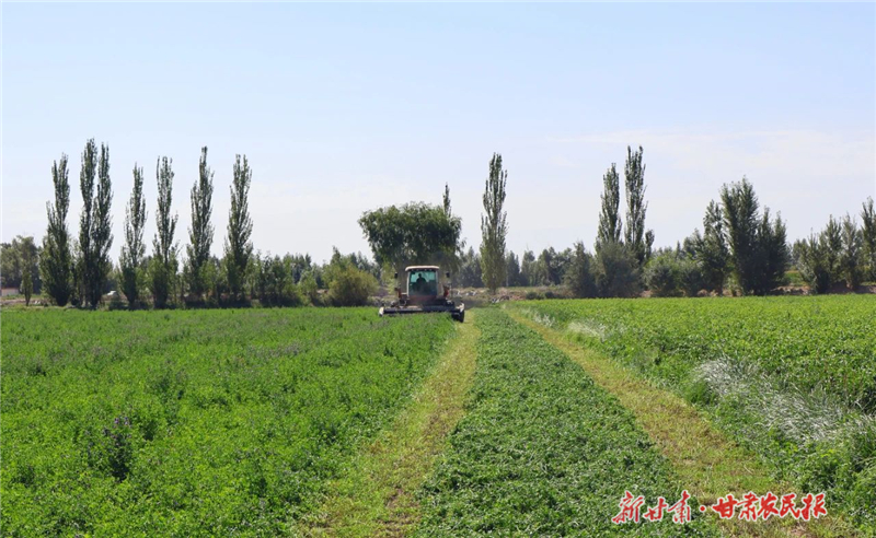 機(jī)器轟鳴搶收忙！金川區(qū)500余畝紫花苜蓿開鐮收割