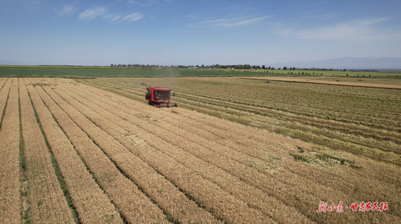 順化鎮(zhèn)小麥進(jìn)入收獲期