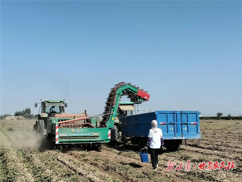 民勤：土豆迎豐收 田間好“豐”景