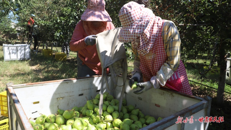 梨園迎來(lái)豐收季