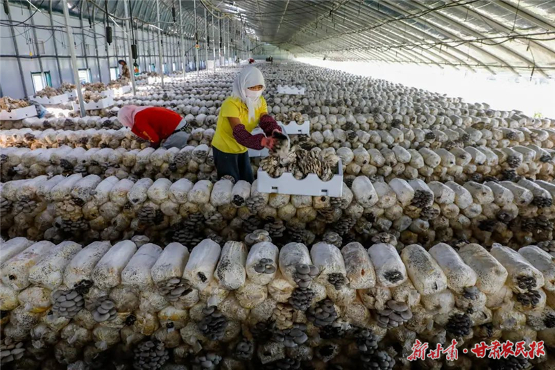 【圖片新聞】古浪：平菇大棚結(jié)出“致富菇”