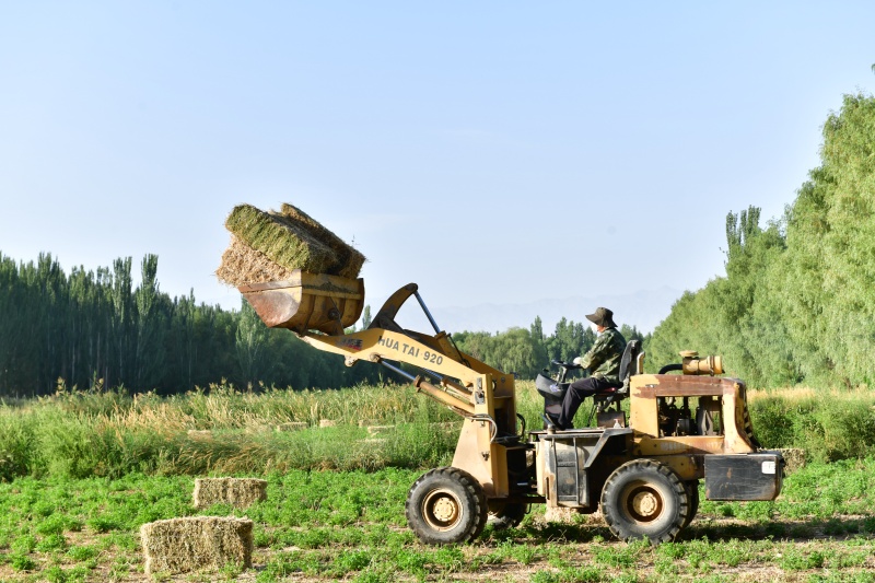 農(nóng)民在田間回收成捆的苜蓿草