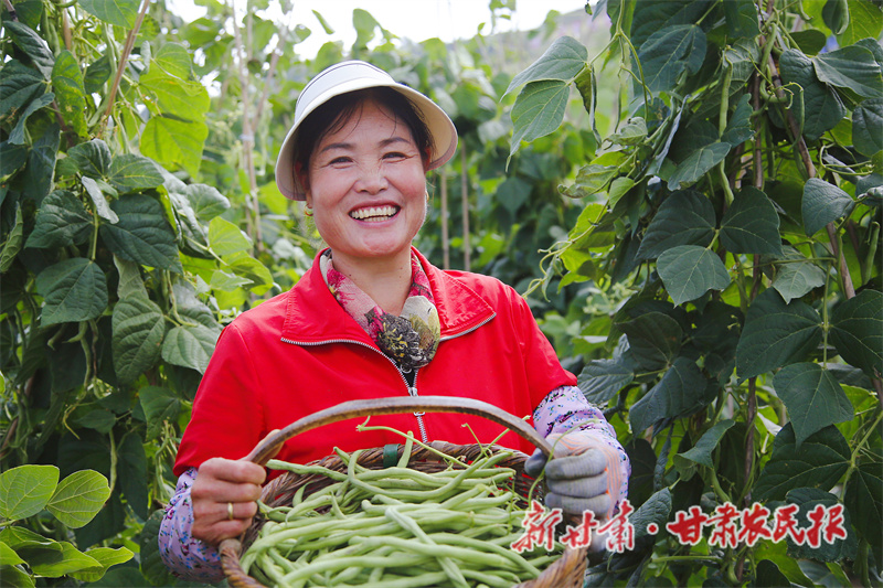 秦州區(qū)：高原夏菜撐開“致富架”