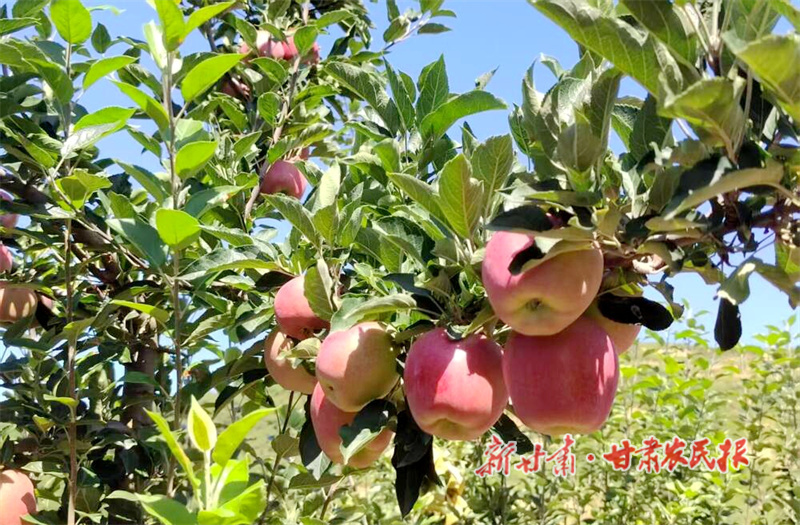華亭：紅富士 “繪” 就鄉(xiāng)村甜蜜圖景
