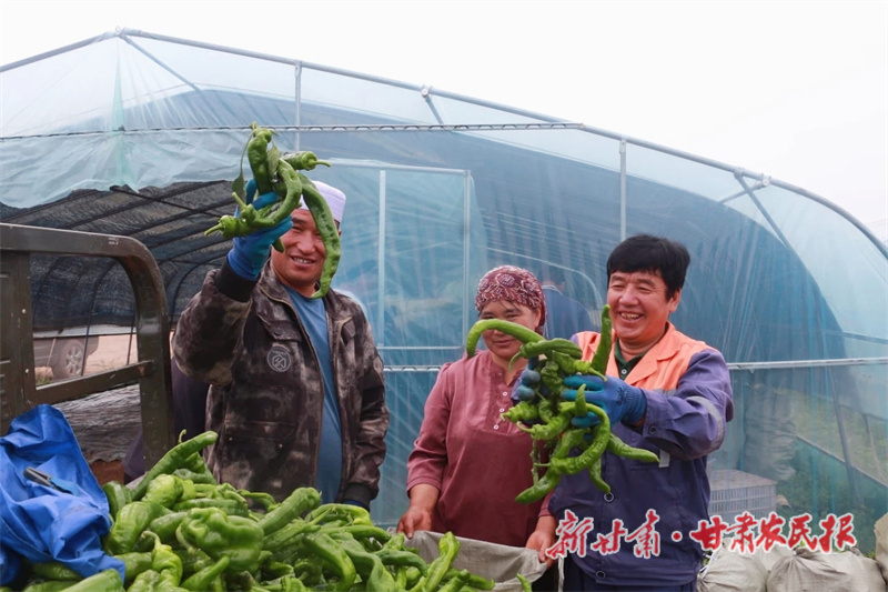 華亭：沃土“蔬”寫振興卷 全鏈生“金”產(chǎn)業(yè)旺