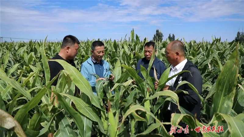 農(nóng)技員田間支招 無人機(jī)高效“飛防” 金昌秋糧田管很省心