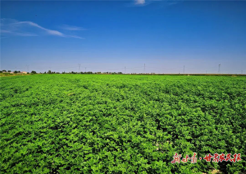 古浪：藥材地里管護(hù)忙 致富路上藥飄香