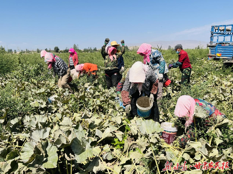 軟糯香甜！涼州區(qū)韓佐鎮(zhèn)貝貝南瓜喜迎豐收