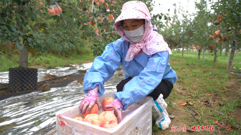 靜寧：碩果盈枝農(nóng)家忙
