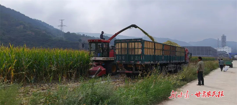 華亭：玉米青貯忙 備足“冬口糧”