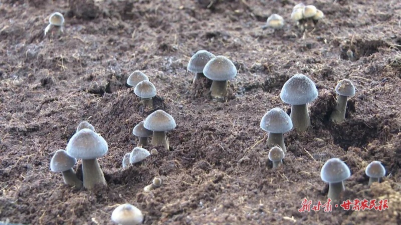景泰 小菌菇“撐”起好日子