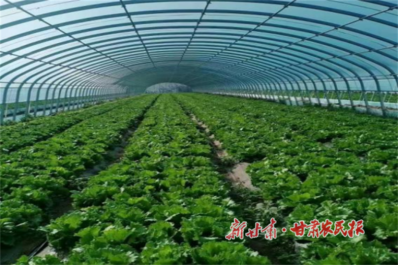 華亭：“穩(wěn)糧優(yōu)菜”雙輪驅(qū)動促增收