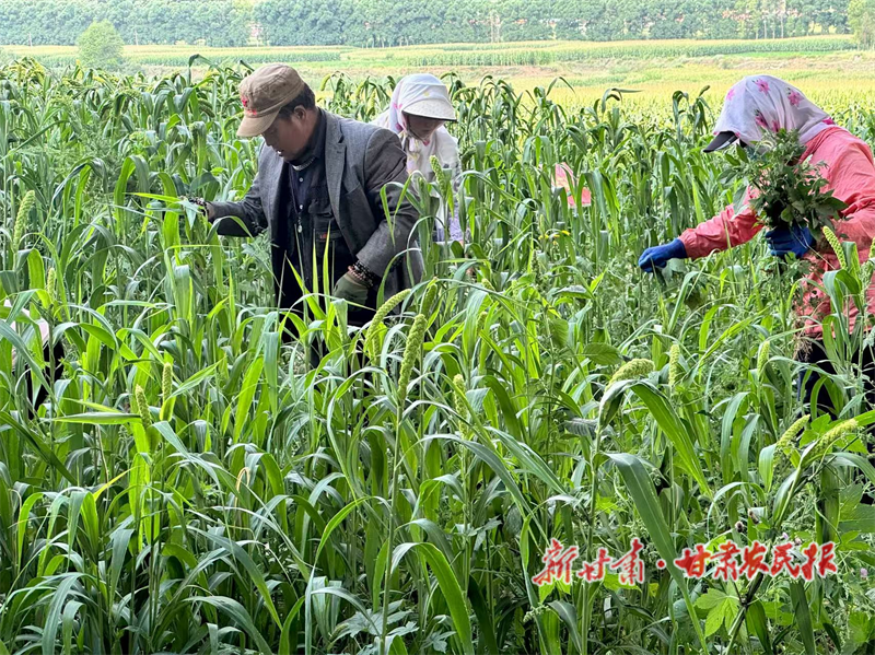 華亭：大豆搖鈴谷彎腰 金波碧浪待豐年
