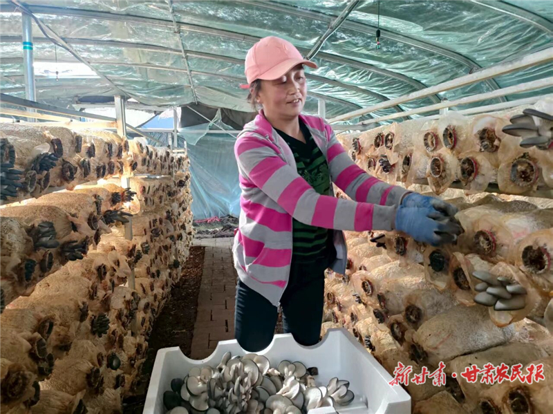 天?？h：食用菌產業(yè)拓開致富新路徑