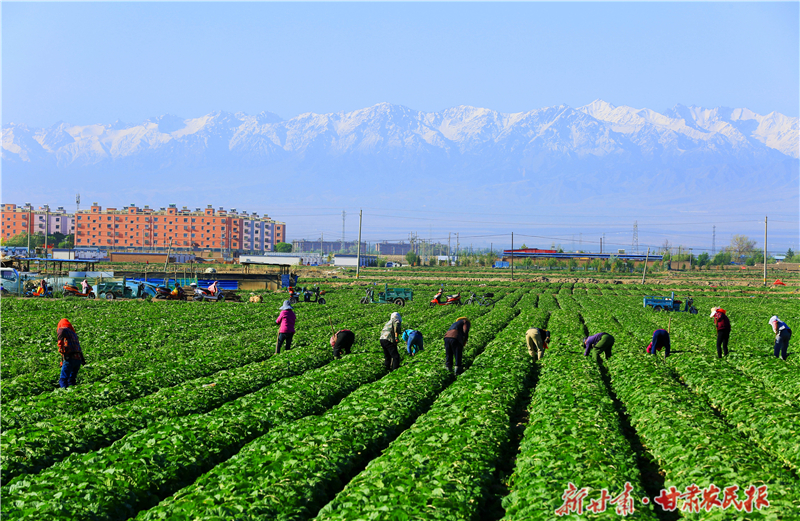 【2025年中國農(nóng)民豐收節(jié)】隴原處處菜根香——“牛羊菜果薯藥糧種”產(chǎn)業(yè)集群建設(shè)觀察（三）