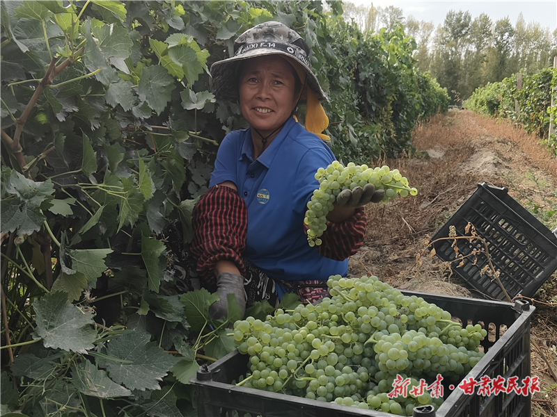 “種”出好原料 “釀”出國際范