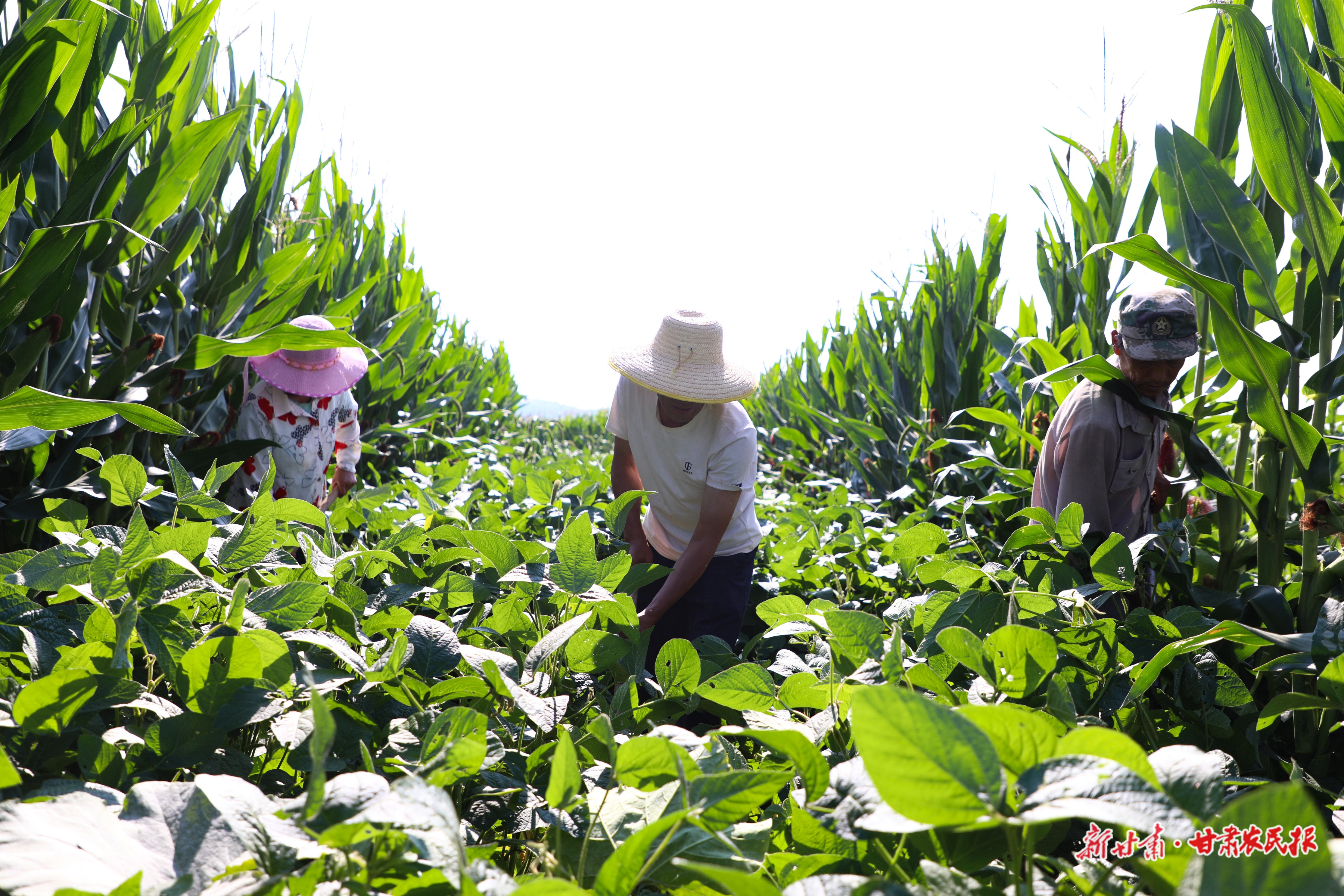 【2025年中國農(nóng)民豐收節(jié)】智繪興農(nóng)卷 鏈通富民路——環(huán)縣現(xiàn)代農(nóng)業(yè)高質(zhì)量發(fā)展綜述