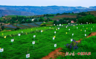 【2025年中國(guó)農(nóng)民豐收節(jié)】千年藥鄉(xiāng)煥新彩——“牛羊菜果薯藥糧種”產(chǎn)業(yè)集群建設(shè)觀察（六）