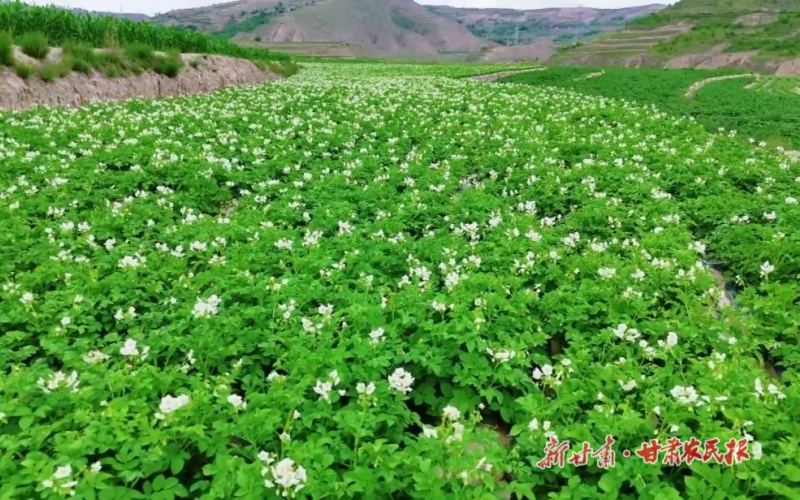 【2025年中國(guó)農(nóng)民豐收節(jié)】“金薯”破土促振興——“牛羊菜果薯藥糧種”產(chǎn)業(yè)集群建設(shè)觀察（五）