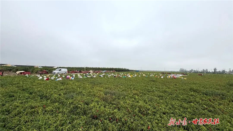 民勤：火紅辣椒映金秋 產(chǎn)業(yè)興旺促增收