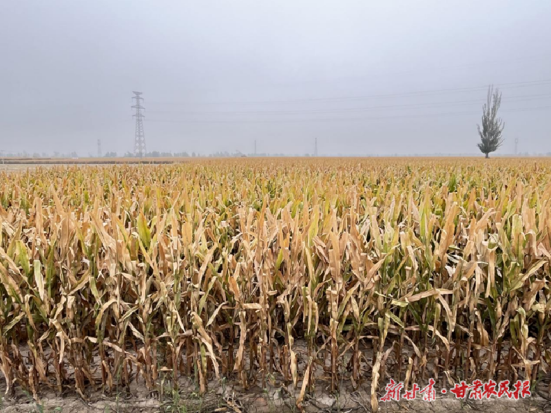 涼州區(qū)：3萬(wàn)畝制種玉米喜迎豐收