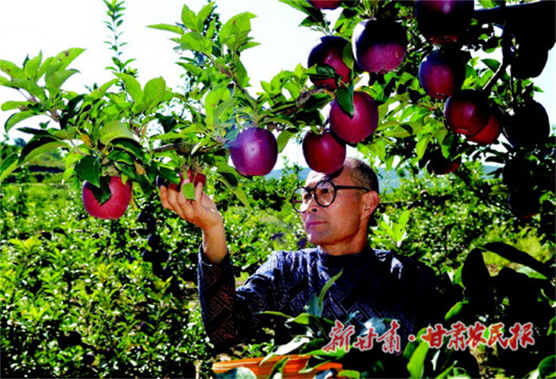 從黃土地到金果園：秦州蘋果產(chǎn)業(yè)點亮鄉(xiāng)村生活