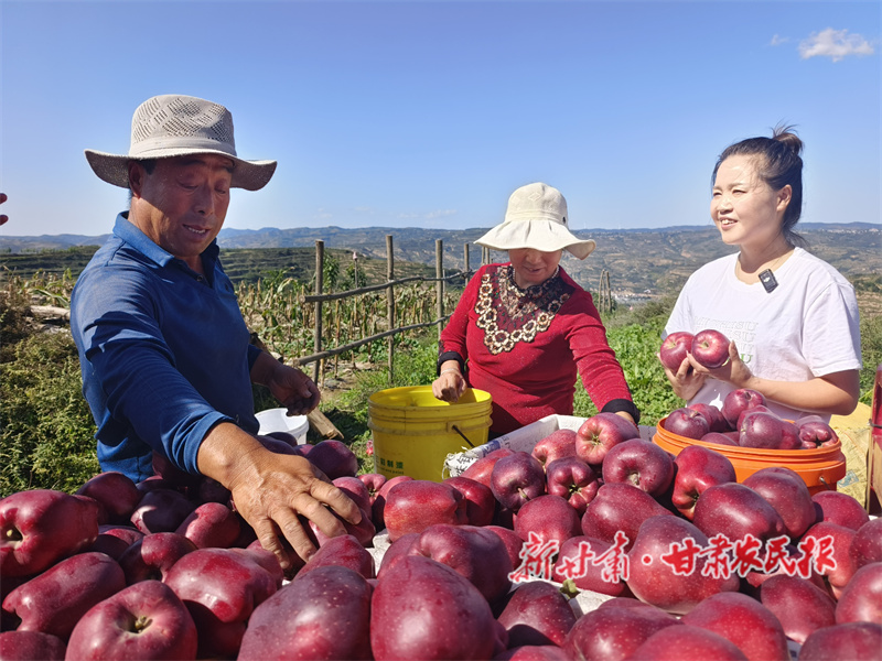 秦州區(qū): 金秋果盈枝 豐產(chǎn)又增收