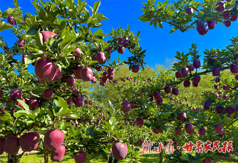 秦州區(qū)：金果迎豐“景” 客商收購忙

