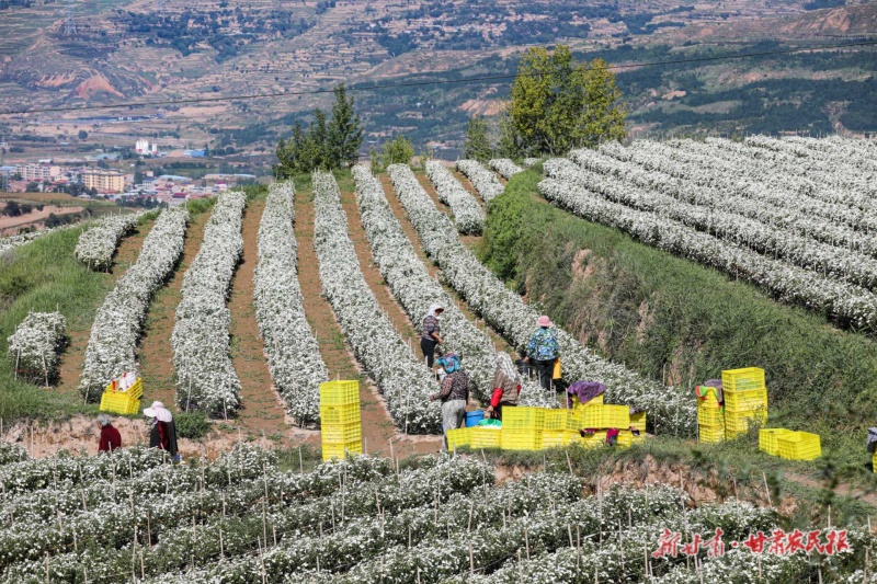 七月菊迎來最佳采摘期