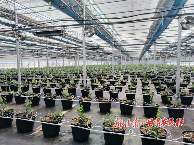 從“一村一品”到“產(chǎn)業(yè)矩陣”：秦州區(qū)以特色農(nóng)業(yè)交出豐收答卷

