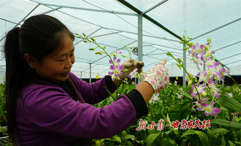 秦州區(qū)：蘭花飄香搶市場 “美麗供給”增動能