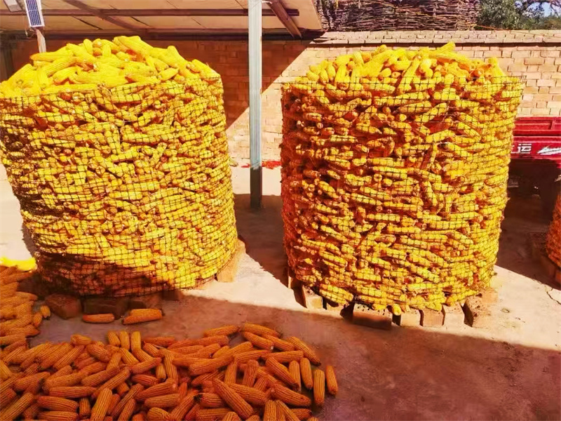 華亭：玉米鋪就豐收路 田間地頭“金”滿倉