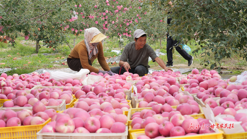 靜寧果農(nóng)喜算豐收賬：楊連軍穩(wěn)收二十萬 杜喜強(qiáng)沖刺四十萬

