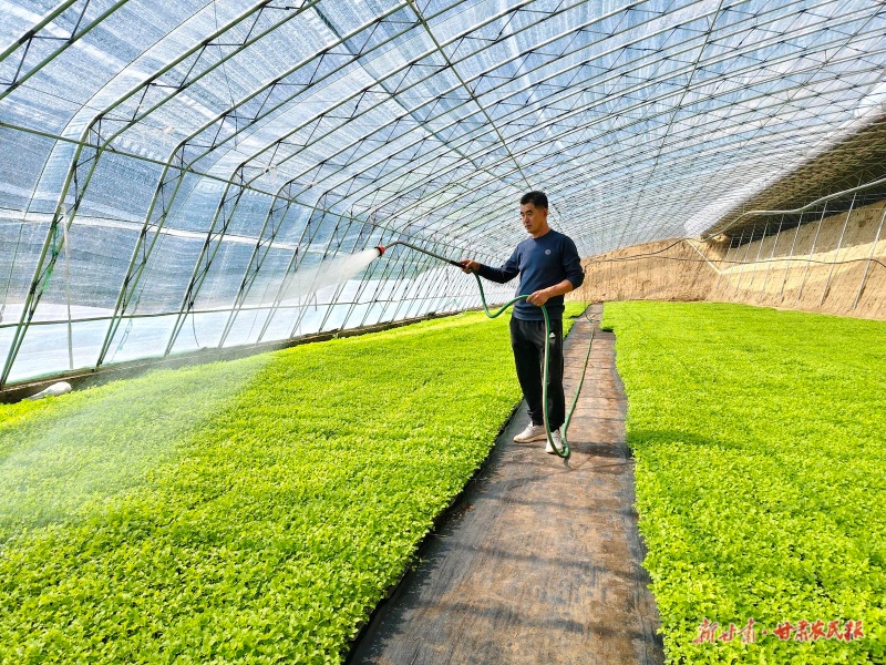 古浪 育出“金苗苗” 鋪就致富路