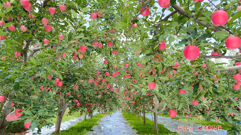 2025中國(guó)蘋(píng)果產(chǎn)銷(xiāo)峰會(huì)將于10月16日在平?jīng)鲩_(kāi)幕