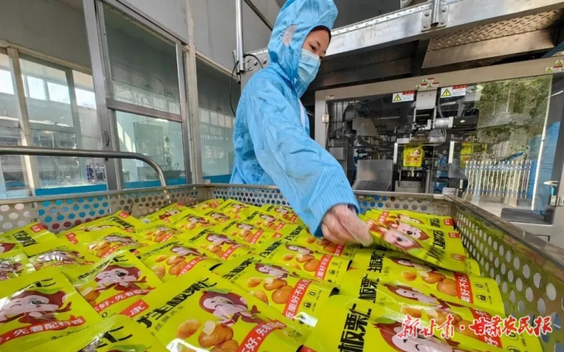 康縣：深山板栗喜獲豐收