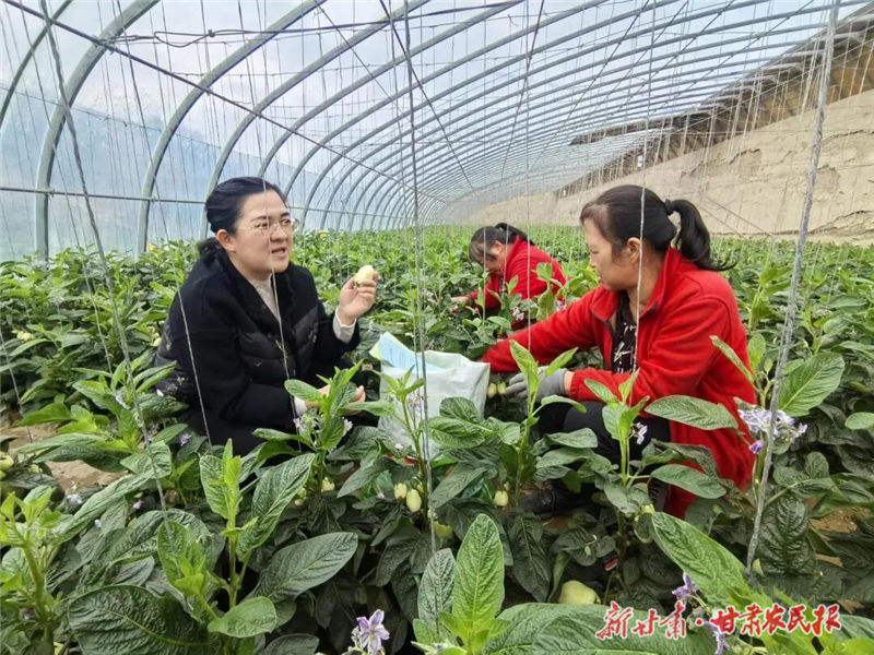 民勤：積極應(yīng)對低溫陰雨天氣 農(nóng)技人員開“處方”獻(xiàn)“暖招”