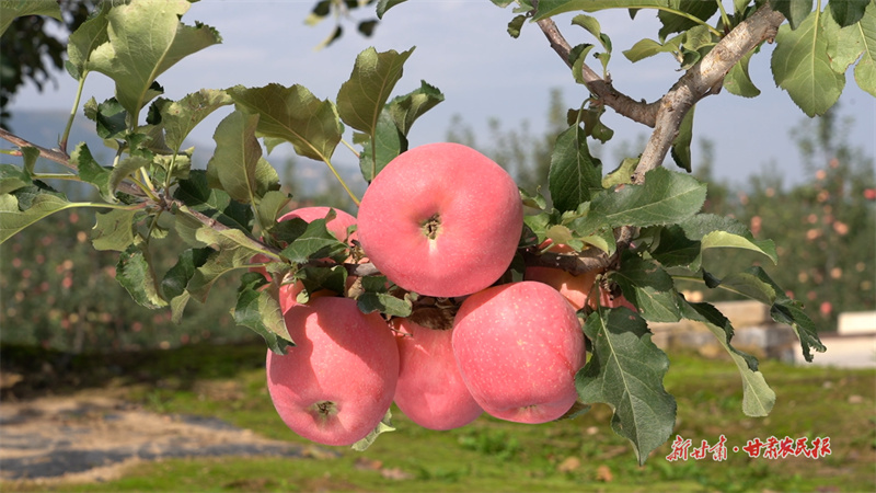 30畝果園70萬(wàn)元，靜寧“智勇牌”蘋(píng)果的“種植經(jīng)”