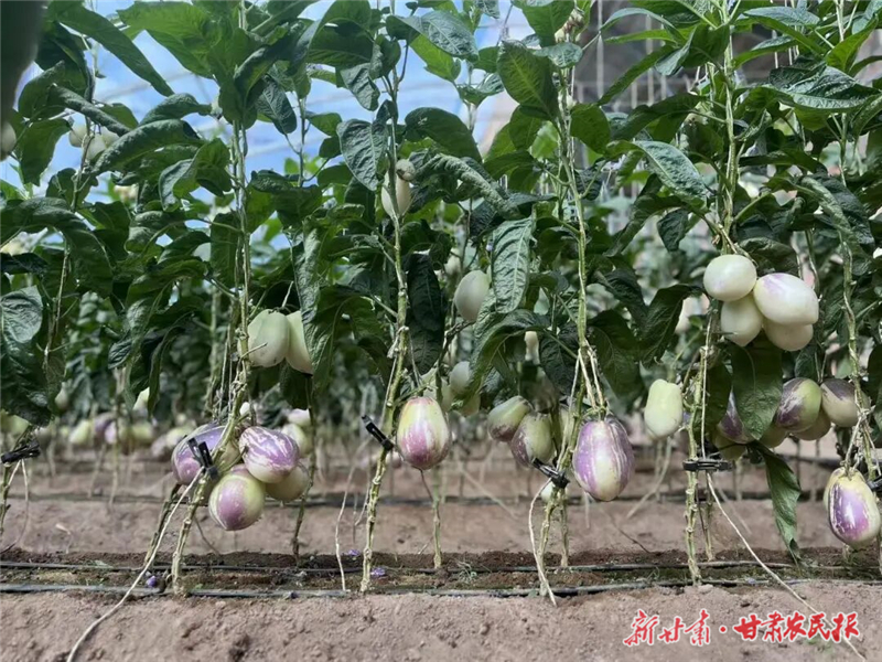 日光溫室種植撐起群眾致富夢