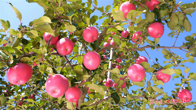 靜寧蘋果，“甘味”優(yōu)品中如何煉成？