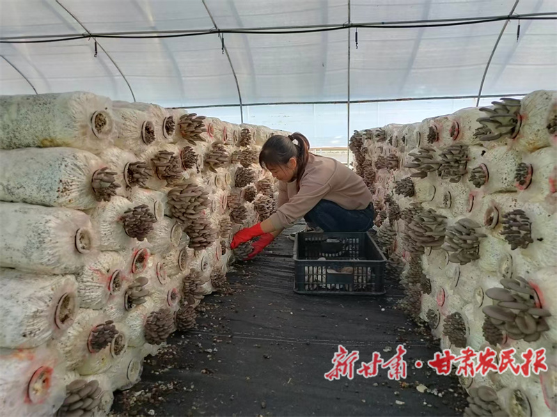 甘谷縣：小菌棒孕育大產(chǎn)業(yè) 平菇喜迎產(chǎn)銷旺季

