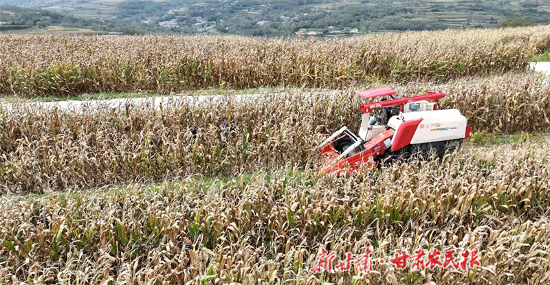 秦州區(qū)：秋糧豐收在望 科技集成夯實增產(chǎn)基石

