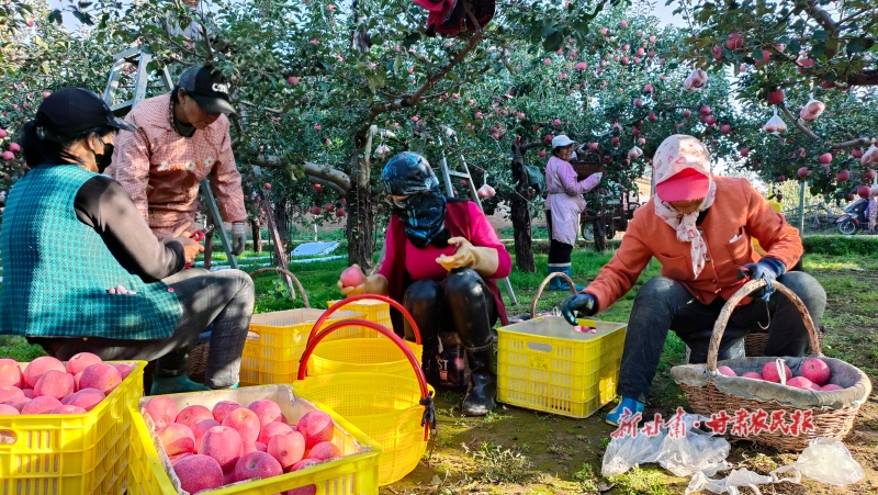 耕耘“果”道 結(jié)出“金”牌——鎮(zhèn)原縣“十四五”以來蘋果產(chǎn)業(yè)高質(zhì)量發(fā)展紀(jì)實
