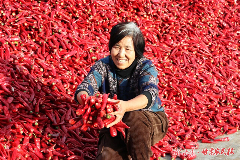 解鎖鄉(xiāng)村振興新姿勢——金川紅辣椒從“地頭鮮”變“致富寶”