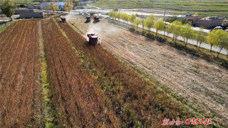 【圖片新聞】永昌縣4000畝藜麥開鐮 紅穗翻浪迎豐收