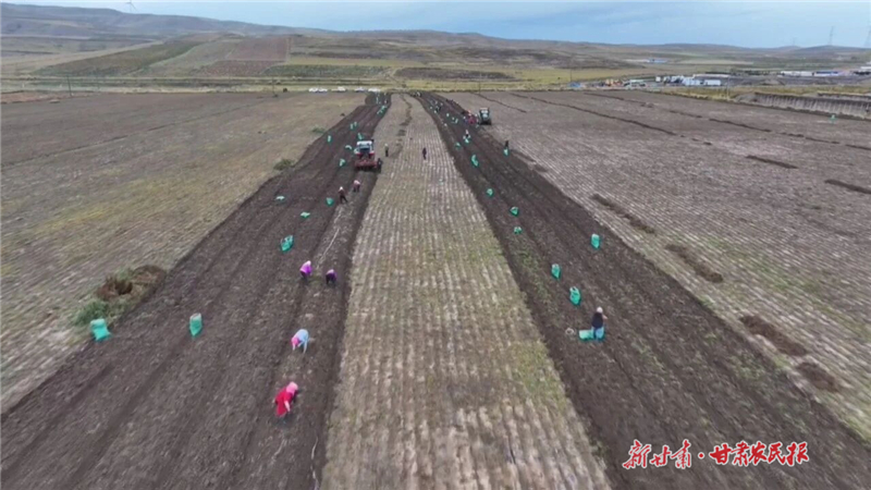天祝：藥香遍野喜豐收